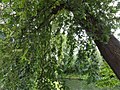 Foliage of 'Pendula'