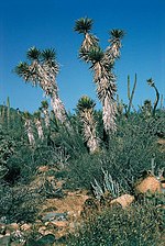 tall Yucca plants in an arid region