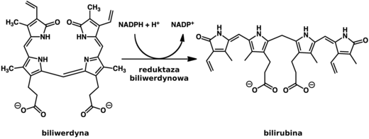 Schemat reakcji redukcji biliwerdyny do bilirubiny