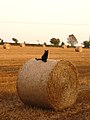 Bale of straw.