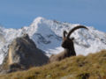 Alp dağ keçisi, Capra ibex