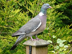 Common wood-pigeon
