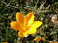 Crocus ancyrensis close-up