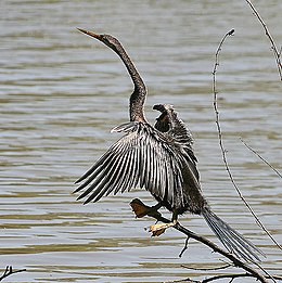 Feketehasú kígyónyakúmadár (Anhinga melanogaster)