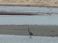 Küstenreiher Western Reef Heron