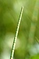 Equisetum fluviatile (Water Horsetail)