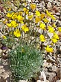 Eschscholzia glyptosperma