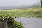 mit gelb blühenden Schwimmpflanzen zugewachsener See