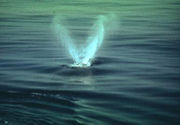 Blow of a right whale (Eubalaena glacialis)