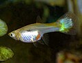 Goldguppy: trächtiges Weibchen