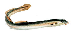 Tengeri ingola (Petromyzon marinus)