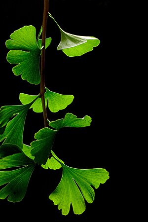 Ginkgo leaves