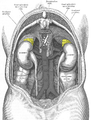 English: Adrenal Glands are colored Polski: Koloryzowane (zaznaczon) nadnercza