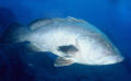 De bruine tandbaars (Epinephelus marginatus). Middellandse Zee