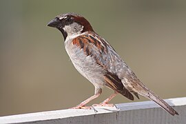 House Sparrow mar08