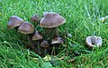 Hygrocybe irrigata