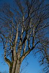 Sommerlinde (Tilia platyphyllos)