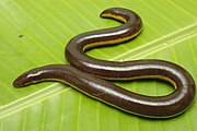 Image of Kodagu Striped Caecilian