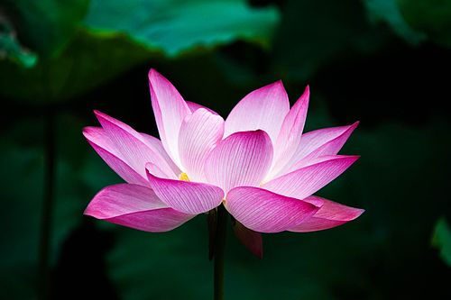 Flower of an Indian Lotus.