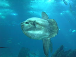 Holdhal (Mola mola)