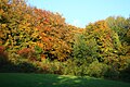 An open earea inside the forest