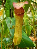 Nepenthes khasiana, Indie (Asam)