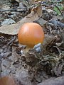 Amanita caesarea in maturità