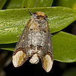 Phalera bucephala – Oberseite