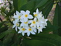 Plumeria obtusa, Îles des Saintes (Νησιά των Αγίων) Γαλλικές Αντίλλες.