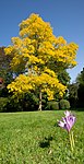 Robinia pseudoacacia var. frisia (in primo piano dei colchici)