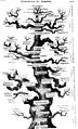 Hình 5: Cây sự sống của Haeckel về tiến hoá của người (năm 1879)