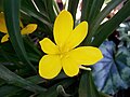 Sternbergia lutea close-up