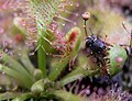 Sundew (Drosera sp.)