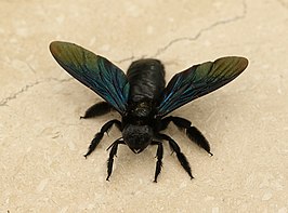 Xylocopa nasalis