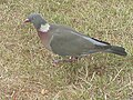 Örvös galamb (Columba palumbus)