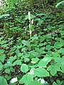 Cephalanthera damasonium