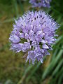 Allium lusitanicum close-up