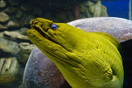 Moray eel (Muraenidae).