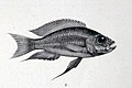 Aulonocranus dewindti