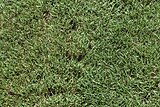 Agrostis (Bentgrass)