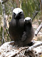 Black Noddy