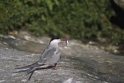 A common tern on Eastern Egg Rock