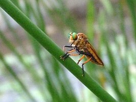 Cophinopoda chinensis