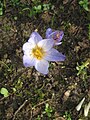 Crocus cancellatus close-up