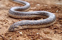 Javelin sand boa