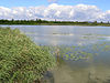 Blick auf den Federsee (Im Hintergrund der Bussen)