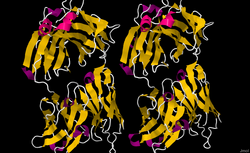 Obinutuzumab