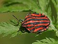 Graphosoma lineatum