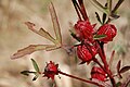 Hibiscus sabdariffa (2)