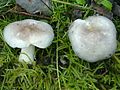 Hygrophorus agathosmus